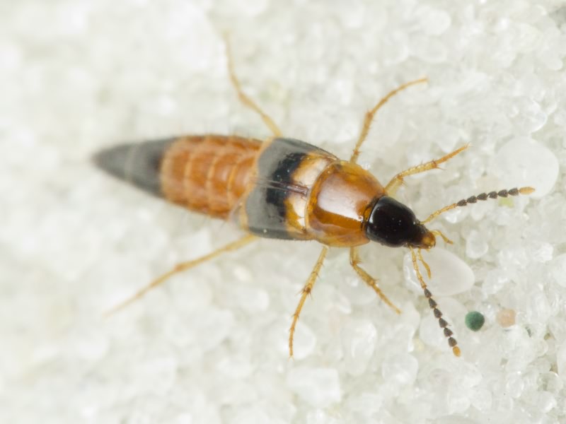 Lordithon pulchellus (Mannerheim, 1831)